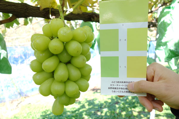 シャインマスカット | 信州高山村のりんごとぶどうを直売 片桐果樹園